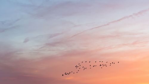 Silhouette of birds flying in sky during sunset