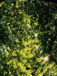 Low angle view of trees