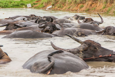 Buffaloes swimming in lake