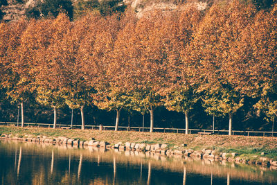 Scenic view of lake by trees during autumn