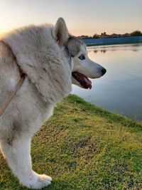 View of a dog looking away