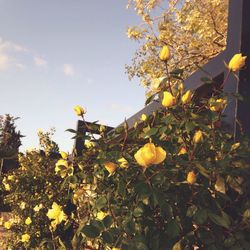 Close-up of yellow flowers blooming in park