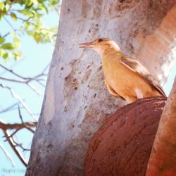 Low angle view of bird perching on tree