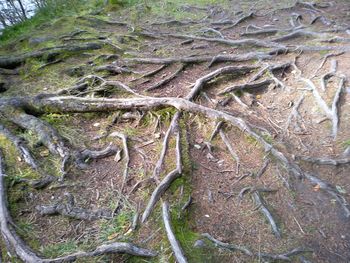 High angle view of tree roots