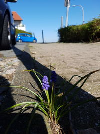 Purple flowering plant by road in city