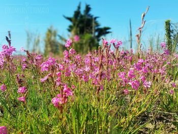 Close-up of pink flowers against sky