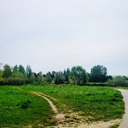 Trees on grassy field