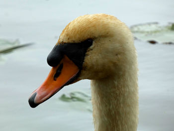 Close-up of swan