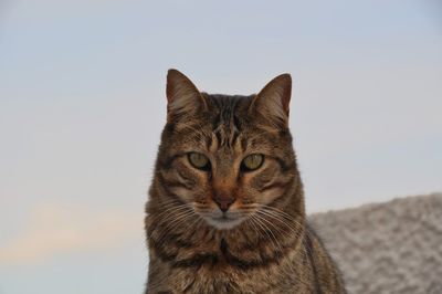 Close-up portrait of a cat