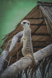 Low angle view of lizard on tree