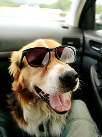 Dog wearing sunglass in car