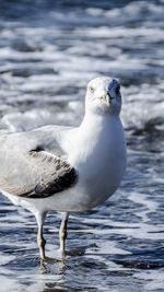 Bird in water