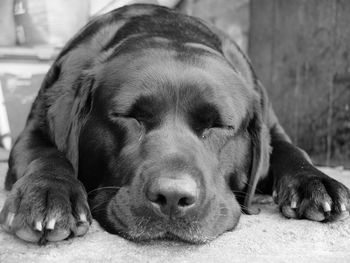 Close-up of dog sleeping