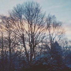 Bare trees against sky