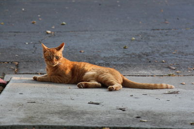 Portrait of cat