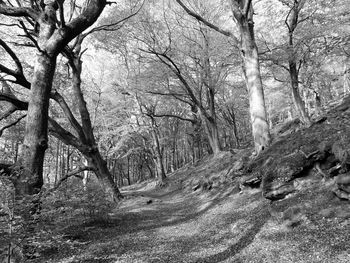 Bare trees in forest