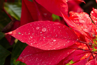 Close-up of water drops on red leaves