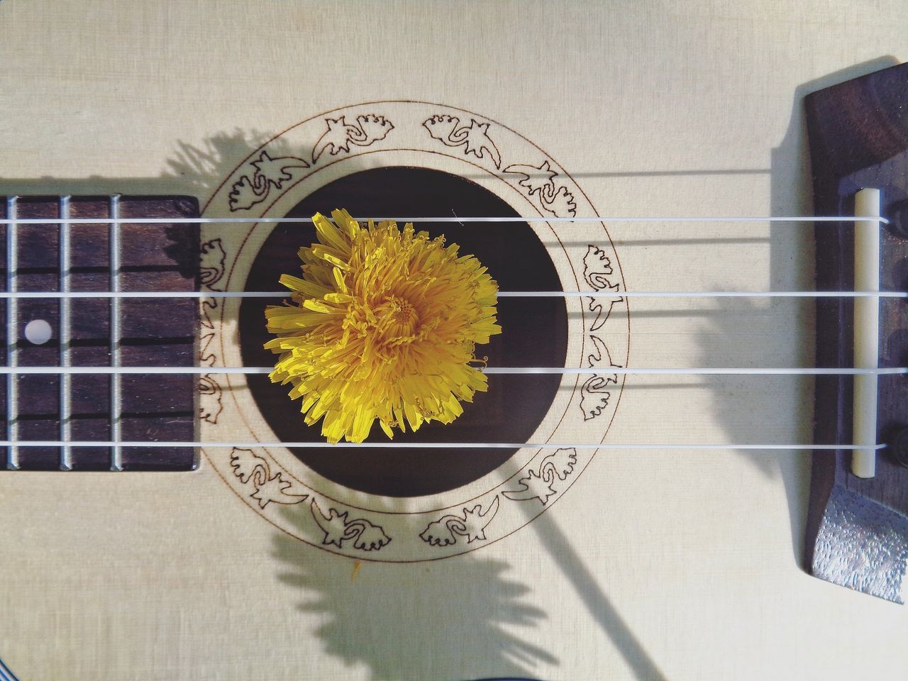 flower, no people, music, indoors, yellow, close-up, day