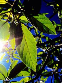 leaf