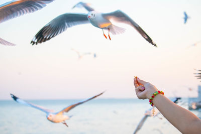 Low angle view of seagull flying over sea