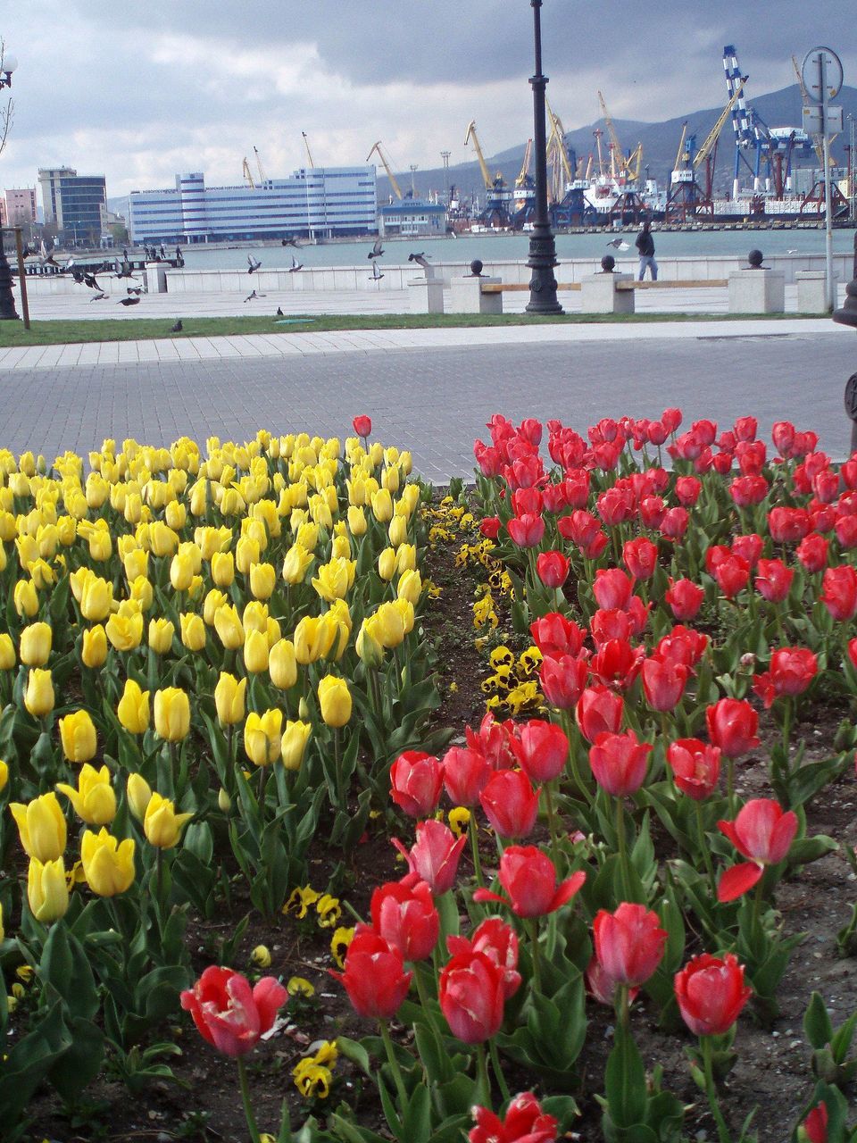 High angle view of red and yellow tulips blooming against harbor