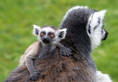 Ring-tailed lemur baby