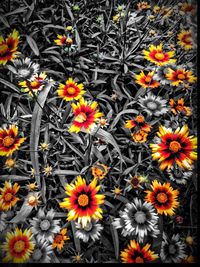 Close-up of yellow flowers blooming in field