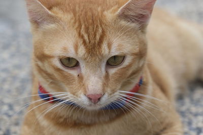 Close-up portrait of a cat