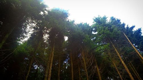 Low angle view of trees in forest