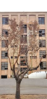 Low angle view of tree and building against sky