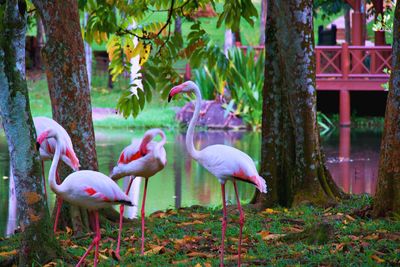 View of birds on tree trunk