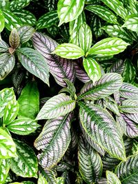 Full frame shot of leaves