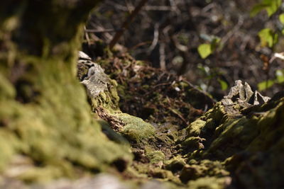 Close-up of frog on land