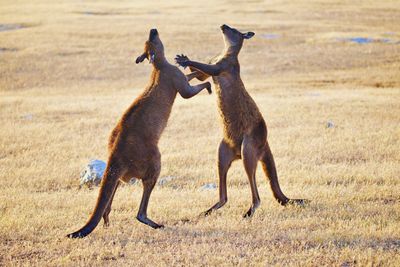 Side view of two kangaroos on field