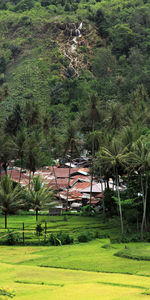 Trees and houses on field
