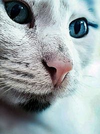 Close-up portrait of a cat