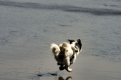 Dog jumping over sea