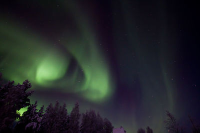 Low angle view of trees against sky at night