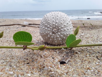 Close-up of pebbles on beach