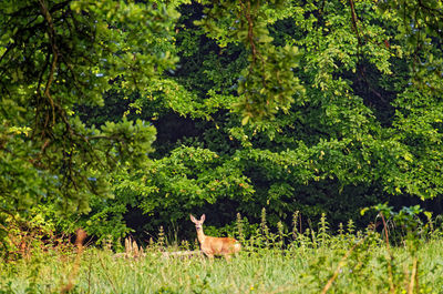 Sheep standing in a field