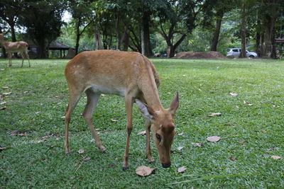 Deer grazing in a field