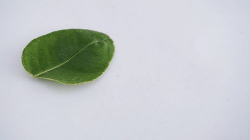 High angle view of green leaf on white background