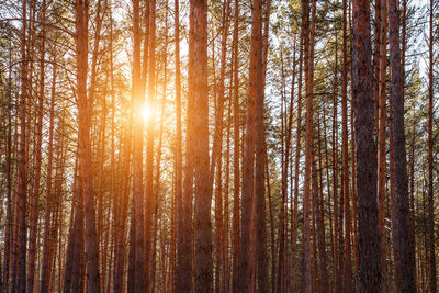 Low angle view of trees in forest