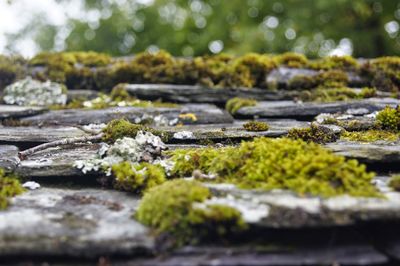 Surface level of rocks