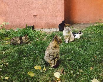 Cat resting on grass