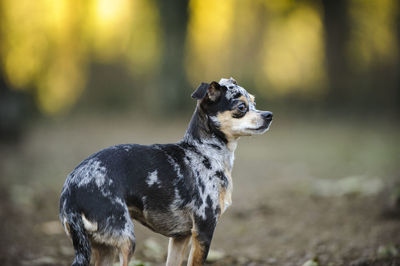 View of chihuahua dog in park