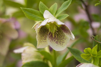 Close-up of purple flowering plant