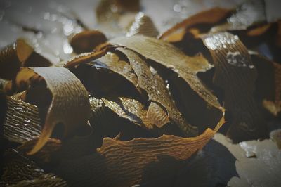 Close-up of leaves