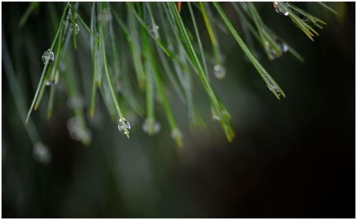 Close-up of wet grass
