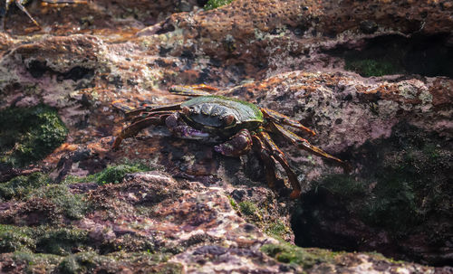 Close-up of insect on rock